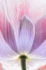 USA, Washington State, Seabeck. Close-up of poppy blossom. Art Print